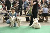 Puppy femelles